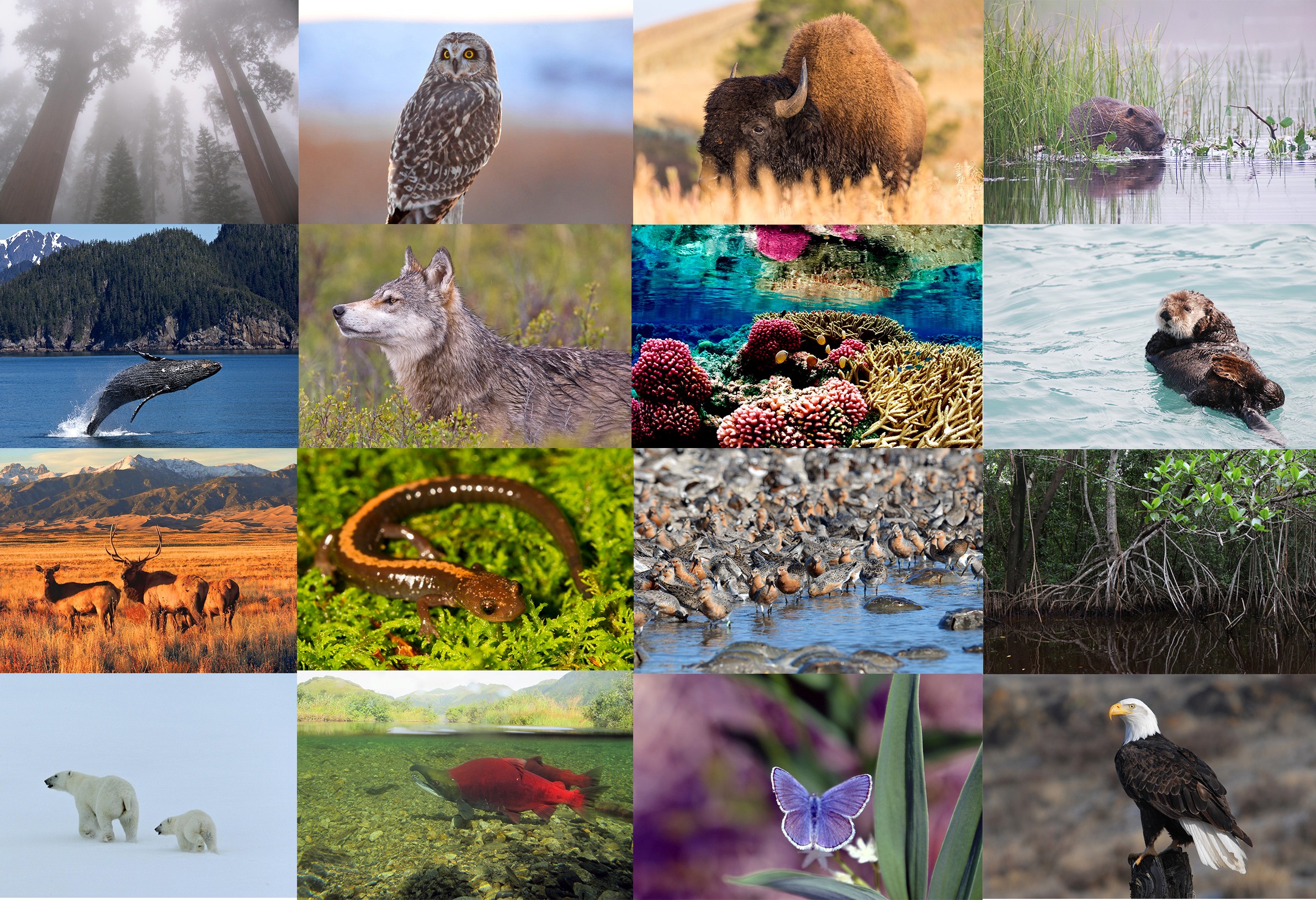 Как объяснить высокое разнообразие животных. Многообразие природы. Биоразнообразие. Виды биоразнообразия. Биологическое разнообразие.